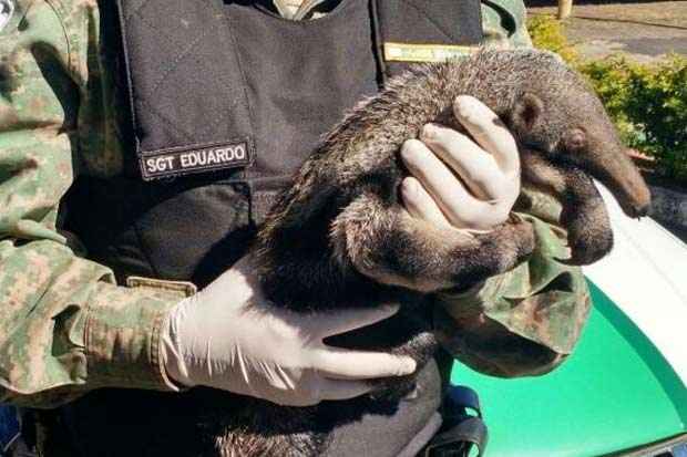 Filhote de tamanduá de aproximadamente um mês estava sem a mãe em uma plantação. Foto: Polícia Militar do Meio Ambiente/Divulgação/ Filhote de tamanduá de aproximadamente um mês estava sem a mãe em uma plantação. Foto: Polícia Militar do Meio Ambiente/Divulgação/