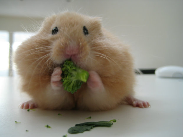 É normal o comportamento inicial de um roedor ser um pouco agressivo, mas com o tempo ele se torna dócil. (Foto: Flickr/Domínio público)/ É normal o comportamento inicial de um roedor ser um pouco agressivo, mas com o tempo ele se torna dócil. (Foto: Flickr/Domínio público)/