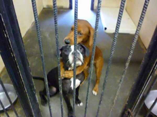 Cãe se abraçam antes de serem sacrificados. Fotos: Reprodução/Facebook/ Angels Among Us Pet Rescue