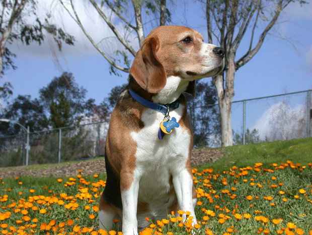 Pedigree serve na hora de orientar cruzamentos que gerem filhotes mais saudáveis. (Foto: Domínio público)/ Pedigree serve na hora de orientar cruzamentos que gerem filhotes mais saudáveis. (Foto: Domínio público)/
