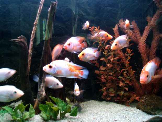 Aquário deve ser mantido em boas condições, já que é onde os peixes ficam 24 horas. (Foto: Domínio público)/ Aquário deve ser mantido em boas condições, já que é onde os peixes ficam 24 horas. (Foto: Domínio público)/