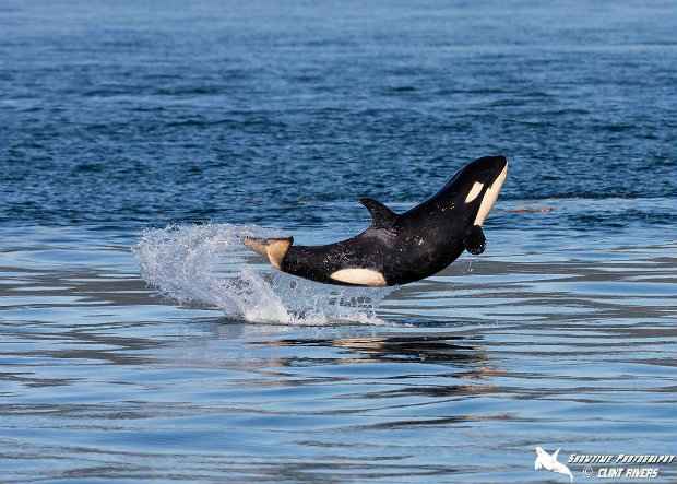 "J50" foi flagrada num momento feliz, aparentemente sorrindo. (Foto: Clint Rivers)/ "J50" foi flagrada num momento feliz, aparentemente sorrindo. (Foto: Clint Rivers)/