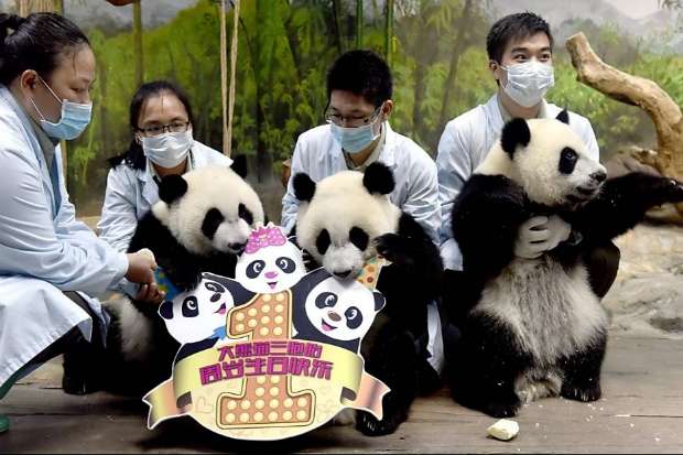 Cuidadores celebram aniversários de pandas trigêmeos no "Chimelong Safari Park", em Guangzhou, sul da China. Foto: Liu Dawei/Xinhua/ Cuidadores celebram aniversários de pandas trigêmeos no "Chimelong Safari Park", em Guangzhou, sul da China. Foto: Liu Dawei/Xinhua/