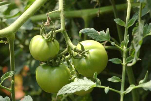 Os tomates ecológicos são uma opção mais saudável e uma alternativa sadia ao tomate orgânico, que é mais caro. (Foto: Antônio Cruz/Agência Brasil)/ Os tomates ecológicos são uma opção mais saudável e uma alternativa sadia ao tomate orgânico, que é mais caro. (Foto: Antônio Cruz/Agência Brasil)/