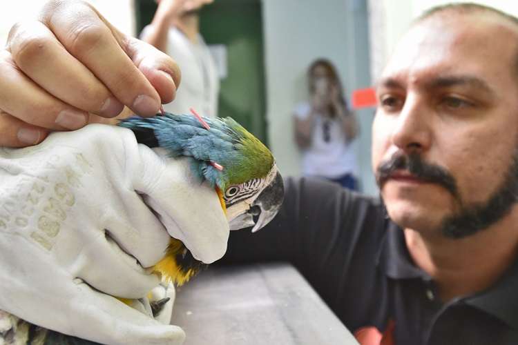 Arara passa por terapia/