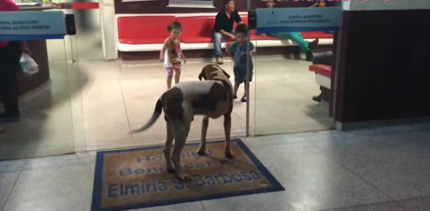 Cãozinho não arredou o pé da porta do hospital até que a dona faleceu no último domingo. (Foto: Reprodução/YouTube)/ Cãozinho não arredou o pé da porta do hospital até que a dona faleceu no último domingo. (Foto: Reprodução/YouTube)/