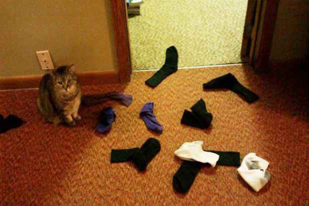 O hábito de colecionar do gato pode ser passagueiro. Foto: Reprodução/