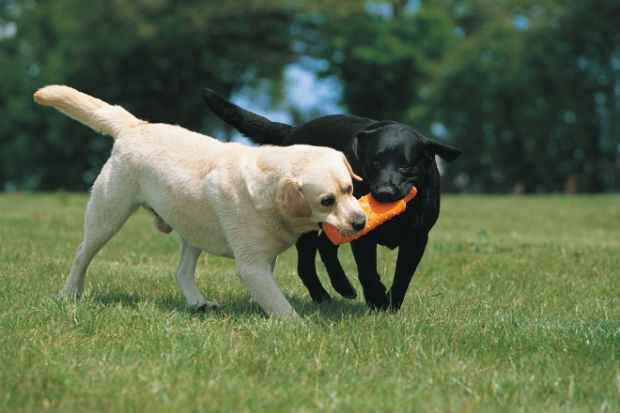 Os filhotes de Labrador são cativantes e alegres e quando adultos continuam simpáticos e brincalhões. Foto: Reprodução/Foto: Reprodução Os filhotes de Labrador são cativantes e alegres e quando adultos continuam simpáticos e brincalhões. Foto: Reprodução/Foto: Reprodução