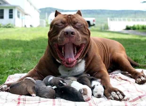 Hulk teve oito filhotes, que serão adestrados como cães de guarda. Foto: Reprodução da internet/ Hulk teve oito filhotes, que serão adestrados como cães de guarda. Foto: Reprodução da internet/