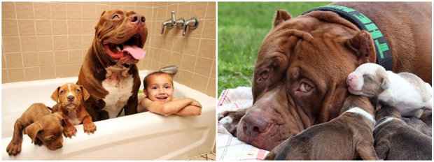 Os cães brincam com o filho do casal, Jordan. Fotos: Reprodução da internet