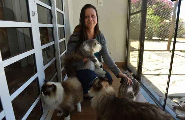 Os cinco gatos de Ana Carolina se alimentam apenas de ração: atum é prêmio eventual. Foto: Zuleika de Souza/CB/D.A Press/