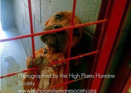 Mesmo a foto tendo sido tirada por coincidencia, a impressão é que a cadela sabia que se não fosse adotada seria eutanasiada. Foto: Reprodução/ Facebook/ ONG High Plains Humane Society/ Mesmo a foto tendo sido tirada por coincidencia, a impressão é que a cadela sabia que se não fosse adotada seria eutanasiada. Foto: Reprodução/ Facebook/ ONG High Plains Humane Society/