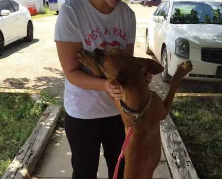 Após foto comovente, a cadelinha encontrou um novo lar. Foto: Reprodução/ Facebook/ ONG High Plains Humane Society
