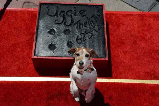 Uggie foi cotado até para concorrer ao Oscar. Foto: Robyn Beck/AFP/ Uggie foi cotado até para concorrer ao Oscar. Foto: Robyn Beck/AFP/