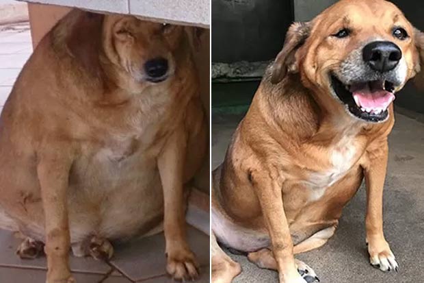 Bolinha ainda precisa perder 7 Kg e terá que passar por uma cirurgia de remoção de pele. Foto: Nill Vianna/Arquivo pessoal/Divulgação PAM Pet/ Bolinha ainda precisa perder 7 Kg e terá que passar por uma cirurgia de remoção de pele. Foto: Nill Vianna/Arquivo pessoal/Divulgação PAM Pet/