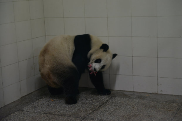 Panda Lin Bing dá à luz a um de seus filhotes no início de agosto. (Foto: Reprodução/chinapanda.org.cn)/