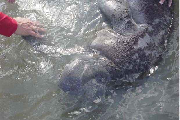 O mam&iacute;fero j&aacute; est&aacute; h&aacute; tr&ecirc;s dias no local. Foto: Emerson Cirne/Whatsapp/Reprodu&ccedil;&atilde;o/