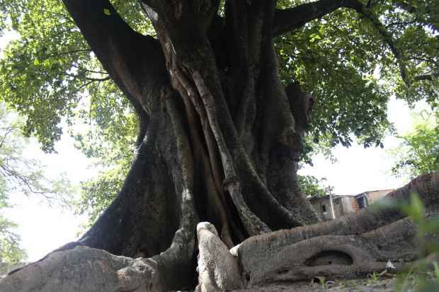 Gameleira secular no quintal do Sítio de Pai Adão. Foto: Rodrigo Silva/Esp. DP/DA Press
