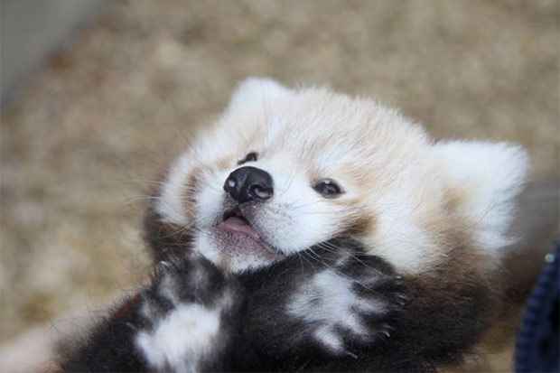 Foto: Longleat/Facebook/Reprodu&ccedil;&atilde;o/