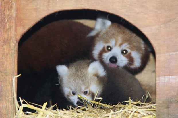 Foto: Longleat/Facebook/Reprodução