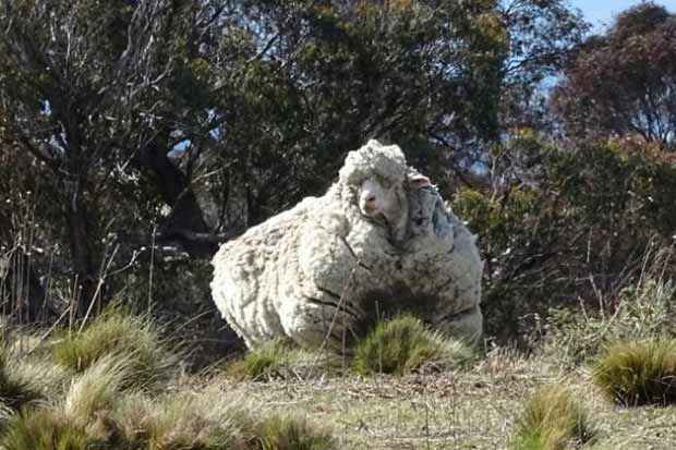 O carneiro passou alguns anos perdido até reaparecer muito mais peludo que o normal. Foto: AFP/Reprodução/ O carneiro passou alguns anos perdido até reaparecer muito mais peludo que o normal. Foto: AFP/Reprodução/