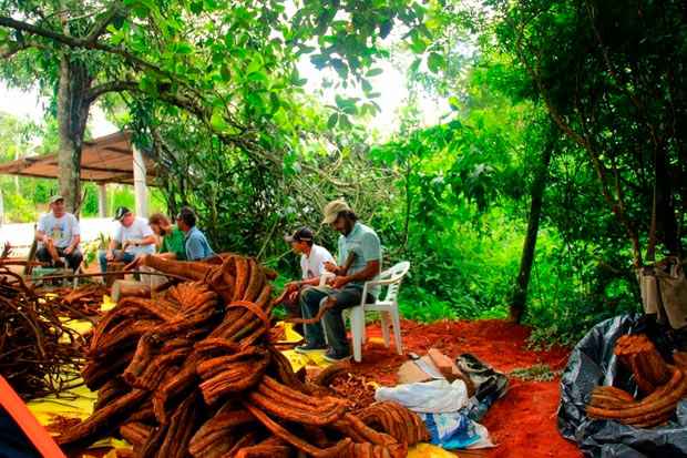 O feitio da bebida, composta por duas plantas diferentes, também obedece um ritual. Os homens cuidam do cipó (em destaque) e as mulheres das folhas. Foto: Isaías Belo/ Cortesia/ O feitio da bebida, composta por duas plantas diferentes, também obedece um ritual. Os homens cuidam do cipó (em destaque) e as mulheres das folhas. Foto: Isaías Belo/ Cortesia/