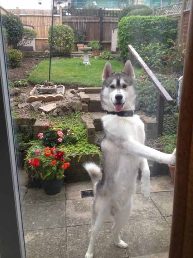 Imagem fez muito sucesso na internet. Foto: CalcdUncertainty/Imgur/Reprodução/