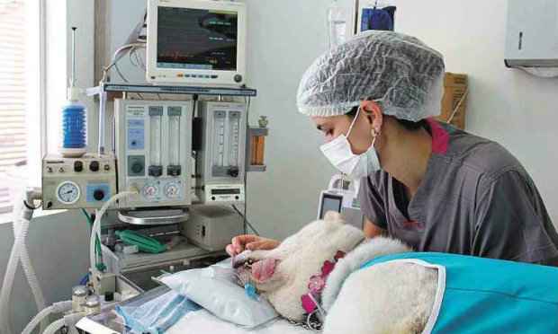 Cirurgia de castração deve ser sempre realizada em bloco cirúrgico bem-estruturado. Foto: Arquivo/Clínica Ártemis/