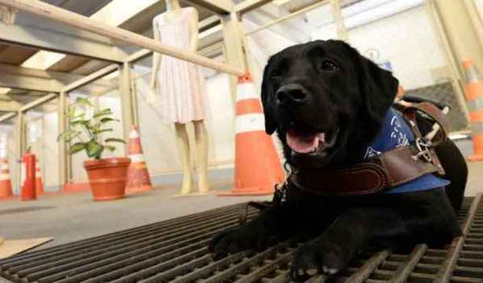 Os cães da raça labrador são treinados, em média, por dois anos, antes de serem entregues a um cego: fila de espera com mais de 300 pessoas. Foto: Carlos Vieira/ CB/ D.A Press