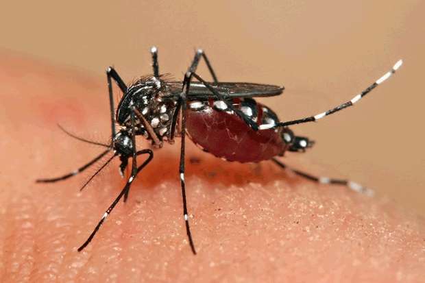 Doença é transmitidas pelo mesmo mosquito que transmite a dengue. Foto: Arquivo Agência Brasil
