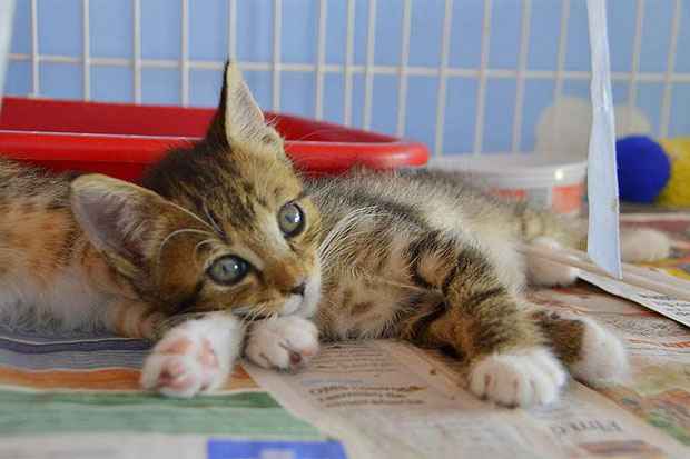 O evento também irá coletar doações de materiais e ração para cães e gatos. Foto: Divulgação/ O evento também irá coletar doações de materiais e ração para cães e gatos. Foto: Divulgação/