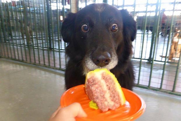 O cão virou fenômeno na Internet. Foto: Sonoa/Reddit/Reprodução/ O cão virou fenômeno na Internet. Foto: Sonoa/Reddit/Reprodução/