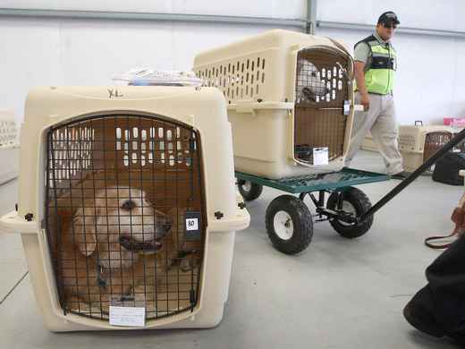 Para viajar de avião, o animal deve ser colocado em uma caixa como esta, e as medidas devem seguir tamanho e peso do pet