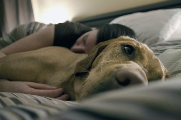 Pets também podem sofrer de câncer de mama. (Foto: Domínio público)/ Pets também podem sofrer de câncer de mama. (Foto: Domínio público)/