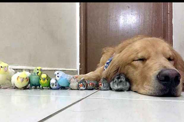 Bob tem mais de 200 mil seguidores no Instagram (@bob_goldenretriever), mas não é só pela simpatia que o golden retriever de dois anos faz tanto sucesso. O convívio pacífico dele com os outros animais de estimação de Luiz Higa Júnior é que chama a atenção. São duas calopsitas, quatro periquitos, dois mandarins, um hamster e outro golden retriever, o mais novo da família, chamado Marley. Os momentos harmoniosos dessa turminha sempre são registrados pelo dono, e rendem várias fotos e vídeos bacanas.