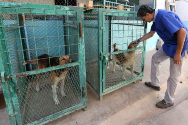 Veterin&aacute;rio Khalal Kaal, em sua cl&iacute;nica, cuidando dos animais que salva em Tr&iacute;poli, 19 de outubro de 2015. Foto: AFP/Mahmud Turkia./