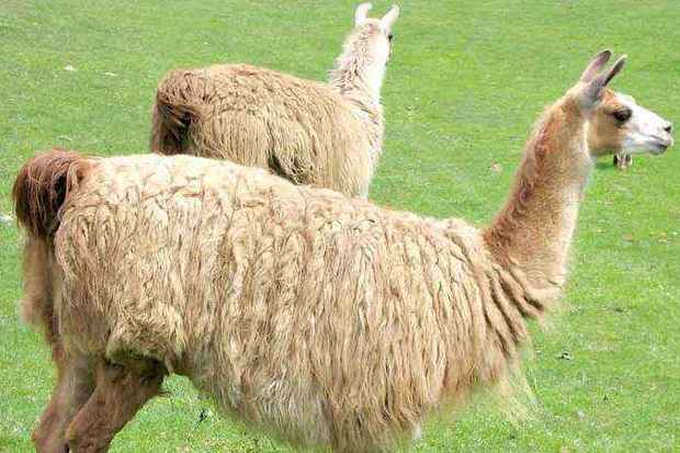 A lhama chega a custar R$ 15 mil e, como todo animal, precisa de manejo correto para se manter saudável