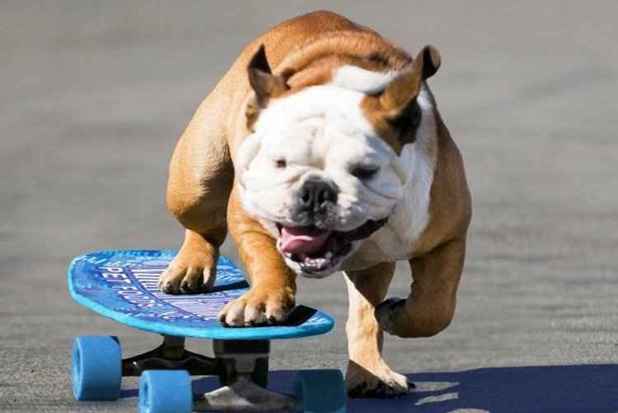 Vídeos mostram a habilidade do bulldog para pegar impulso com as patas e ganhar velocidade. Foto: Reprodução/Facebook/