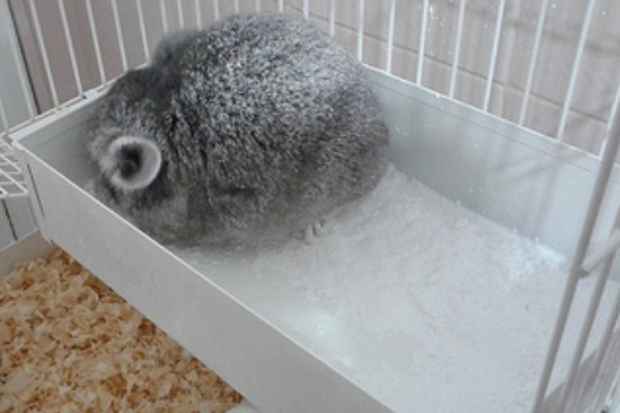 A Chinchilla faz a sua própria limpeza a seco, usando pó de mármore/armandoakio/Flickr/Reprodução