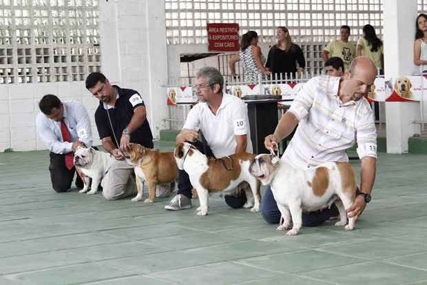 /Kennel Club de Pernambuco/Divulgação /Kennel Club de Pernambuco/Divulgação