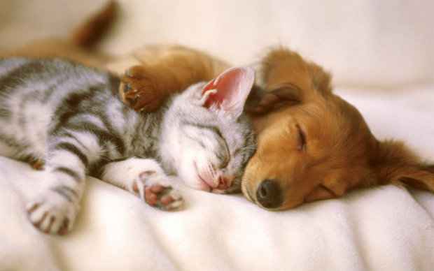 São 60 animais, entre gatos e cachorros. (Foto: Domínio público)/ São 60 animais, entre gatos e cachorros. (Foto: Domínio público)/