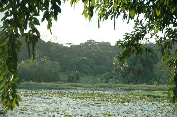 Atualmente, a Mata Atlântica é a floresta mais ameaçada do Brasil, com apenas 12,5% da área original preservada. Foto: Juliana Leitão/DP/D.A Press/Arquivo