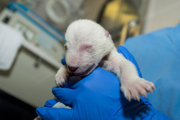 Foto: Columbus Zoo and Aquarium/Facebook/Reprodução