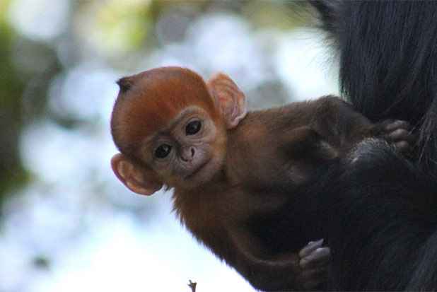 Foto: Zoológico Taronga/Reprodução