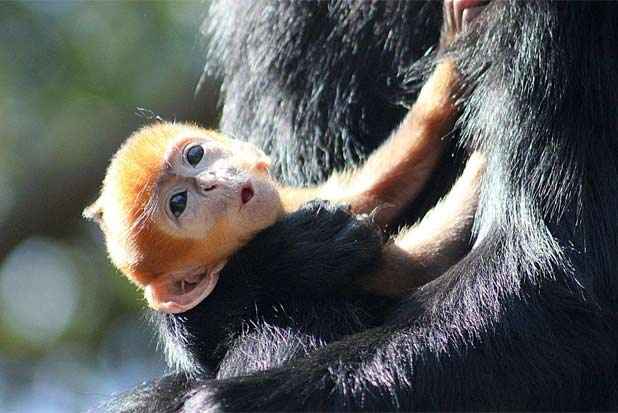 Foto: Zoológico Taronga/Reprodução/ Foto: Zoológico Taronga/Reprodução/
