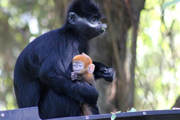 Foto: Zoológico Taronga/Reprodução