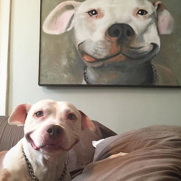 Cachorrinho virou "celebridade instantânea" ao ter foto postada na internet. (Foto: Reprodução/Imgur)/ Cachorrinho virou "celebridade instantânea" ao ter foto postada na internet. (Foto: Reprodução/Imgur)/