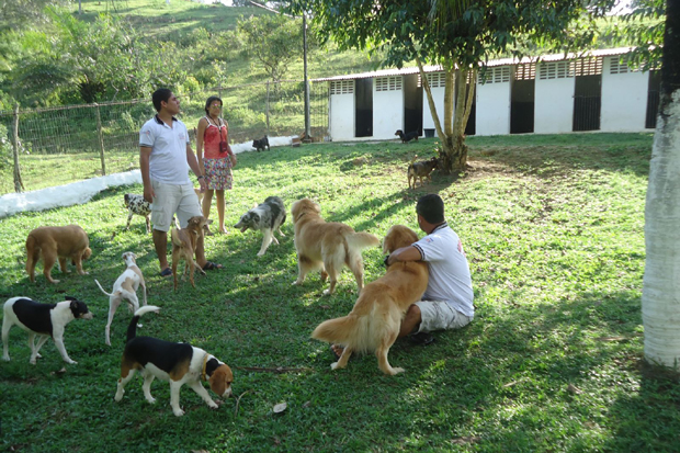 Pet passa por intensas atividades físicas e recreativas realizadas no lugar onde estão hospedados/Caninos Adestramento Pet passa por intensas atividades físicas e recreativas realizadas no lugar onde estão hospedados/Caninos Adestramento