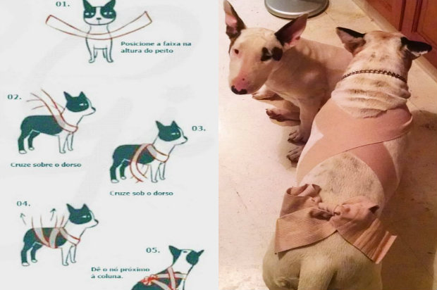 O Tellington Touch envia informações sensitivas para o sistema nervoso do animal o deixando mais calmo e provocando a sensação de segurança. Foto: Reprodução/Internet.