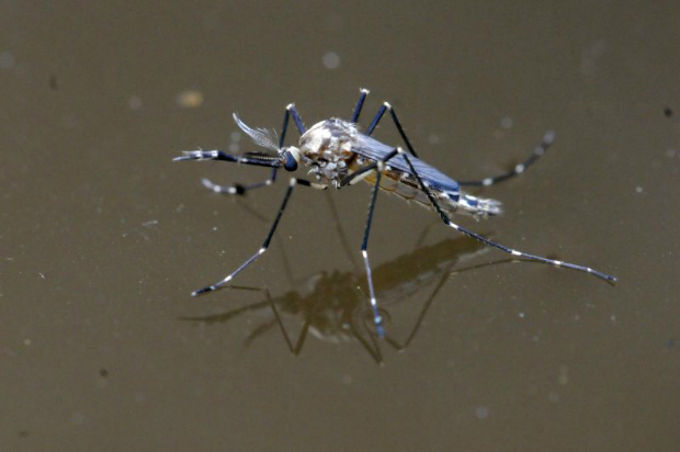 Mosquito Aedes aegypti, transmissor da dengue, febre chikungunya e zika vírus. Foto: Carlos Vieira/CB/D.A Press/ Mosquito Aedes aegypti, transmissor da dengue, febre chikungunya e zika vírus. Foto: Carlos Vieira/CB/D.A Press/